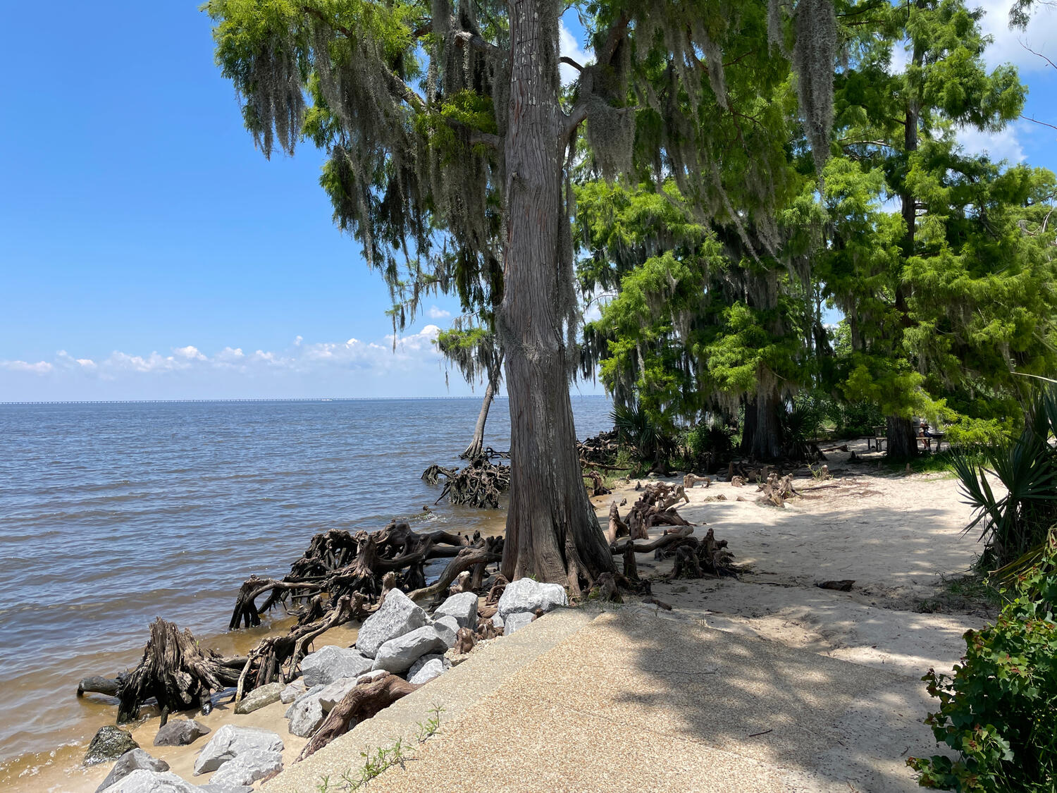 View of the lake showing a cypress tree and knees growing between stones piled to protect the sandy beach